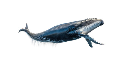 Fototapeta premium whale on the transparent background
