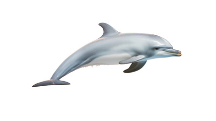 a dolphin on the transparent background - obrazy, fototapety, plakaty