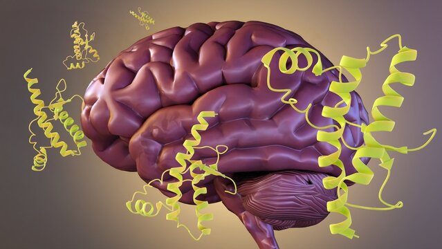 Prions do not contain genetic materials, Unlike other infectious agents, such as bacteria, viruses, and fungi. prions protein molecules scattered on the human brain 3d rendering