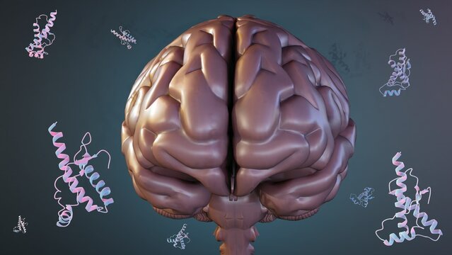 Prions do not contain genetic materials, Unlike other infectious agents, such as bacteria, viruses, and fungi. prions protein molecules scattered on the human brain 3d rendering