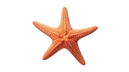 starfish on the transparent background