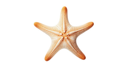 starfish on the transparent background