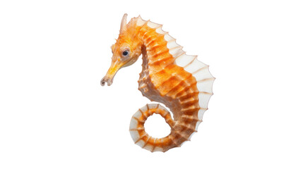 seahorse on the transparent background PNG File