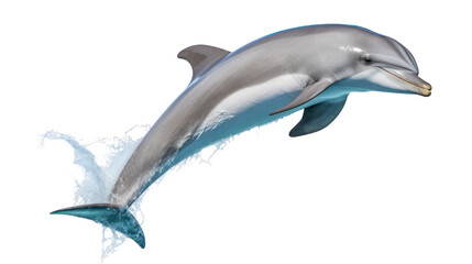 a dolphin on the transparent background