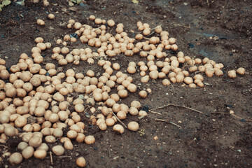 The dug up potatoes lie on the ground.
