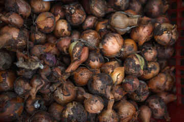 The onion harvest is in the box.