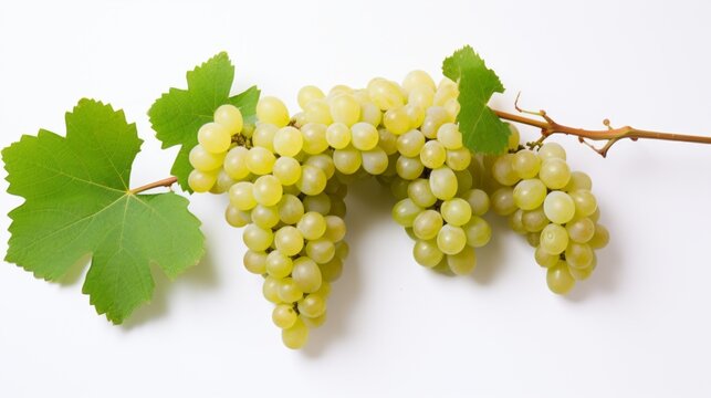 On the vine, a cluster of ripe grapes can be seen. isolated in front of a white background