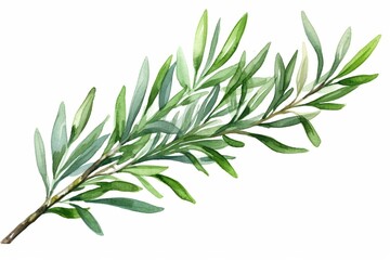 Generative AI : Tea tree plant branch. Hand drawn Melaleuca alternifolia essential herb botanical illustration.  - obrazy, fototapety, plakaty