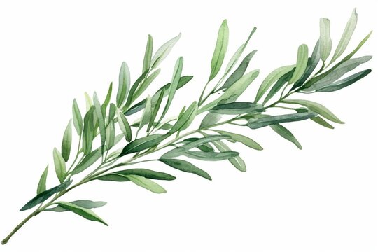 Generative AI : Tea tree plant branch. Hand drawn Melaleuca alternifolia essential herb botanical illustration. 