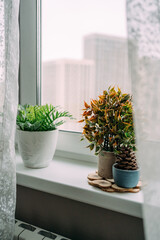 Artificial flowers on the windowsill in the apartment. A bump is like a decoration in the interior. White tulle