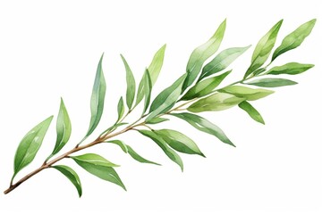Fototapeta premium Generative AI : Tea tree plant branch. Hand drawn Melaleuca alternifolia essential herb botanical illustration. 