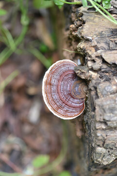 closeup dark brown reishi mushroom