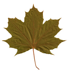 Digital png photo of green leaf on transparent background