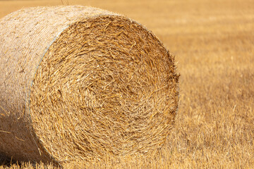 Round haystacks on the field