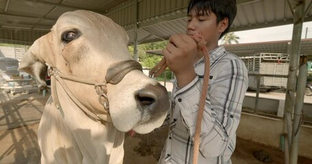 A young Asian farmer lovingly cares for a white American Brahman female cow that has been caring for her since she was a calf.