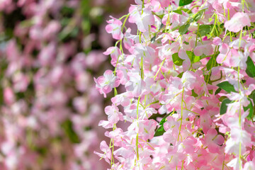 Beautiful pink flowers in the park