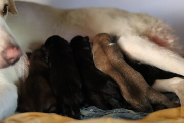 Small New Born black and brown puppies feeding on milk from their white mother dog, street dog