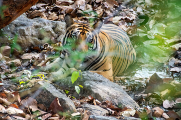 An Indian tigress drinking water from a waterhole inside Bandhavgarh Tiger Reserve during a hot summer day while on Wildlife safari