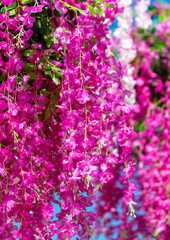 Beautiful pink flowers in the park