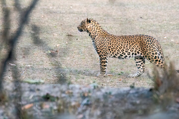 An Indian leopard stalking a dog inside Bandhavgarh Tiger Reserve during a wildlife safari on a hot summer evening.