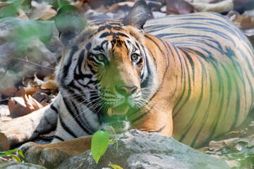 A dominant tigress walking through the jungle marking its territory inside Bandhavgarh Tiger Reserve during a wildlife safari 