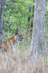 A dominant tigress walking thru' her territory inside Pench Tiger Reserve during a wildlife safari on a hot summer morning. 