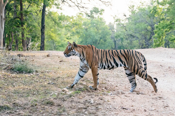 A dominant tigress walking thru' her territory inside Pench Tiger Reserve during a wildlife safari on a hot summer morning. 