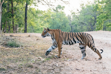A dominant tigress walking thru' her territory inside Pench Tiger Reserve during a wildlife safari on a hot summer morning. 