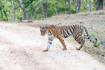 A dominant tigress walking thru' her territory inside Pench Tiger Reserve during a wildlife safari on a hot summer morning. 