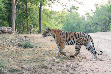 A dominant tigress walking thru' her territory inside Pench Tiger Reserve during a wildlife safari on a hot summer morning. 