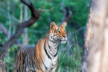 A dominant tigress walking thru' her territory inside Pench Tiger Reserve during a wildlife safari on a hot summer morning. 