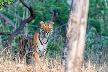 A dominant tigress walking thru' her territory inside Pench Tiger Reserve during a wildlife safari on a hot summer morning. 