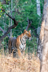 A dominant tigress walking thru' her territory inside Pench Tiger Reserve during a wildlife safari on a hot summer morning. 