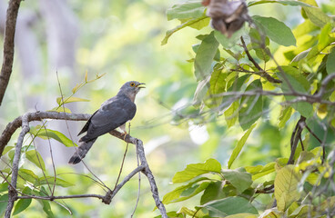 A common hawk cuckoo perched on a small tree branch inside Pench Tiger Reserve during a wildlife safari