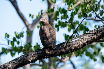 An Oriental Honey Buzzard perching on top of a tree inside Pench Tiger Reserve during a wildlife safari inside the park
