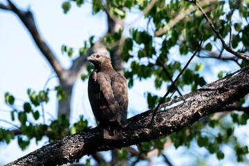 An Oriental Honey Buzzard perching on top of a tree inside Pench Tiger Reserve during a wildlife safari inside the park