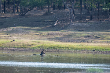 Obraz na płótnie Canvas An Indian sambar deer grazing on grass inside a lake inside Bandhavgarh National Park during a wildlife safari