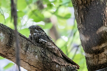 Obraz premium A jungle nightjar perched on a tree branch inside Pench Tiger Reserve during a wildlife safari inside the park