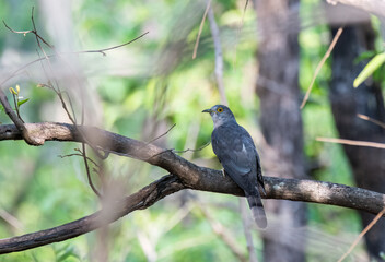 A common hawk cuckoo perched on a small tree branch inside Pench Tiger Reserve during a wildlife safari