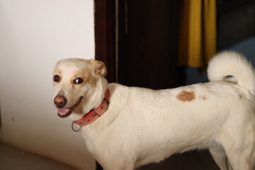 A White color adopted Indian street dog looking towards the camera in the house