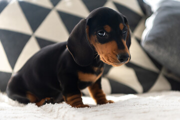 Cute small sausage dog 10 weeks old on the sofa indoor