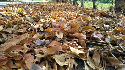 The dry season has arrived and the leaves are falling