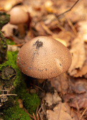 Mushroom champignon gray in the forest in autumn