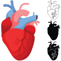 Set of human heart anatomy vector illustration. Heart organ clipart. Heart silhouette - obrazy, fototapety, plakaty