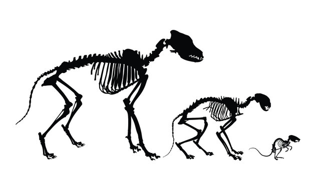 The skeletons of dog, cat and mouse.
