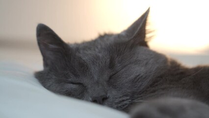 domestic adult gray cat sleeping on bed with his head on white pillow