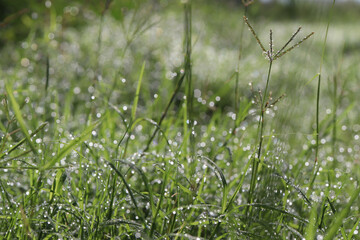 dew or rain drops on the blades of grass and light bokeh in the morning