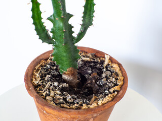 Yellow mold in flower pot in houseplant soil as a sympthoms of bacterial disease, close up. Fungus...