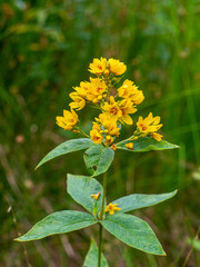 Texture background plant golden yellow loosestrife flowers, close up. Lysimachia vulgaris tiny flowers in the forest with copy space, selective focus. Verbena yellow perennial blooms in nature.