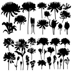 Agapanthus plant silhouettes